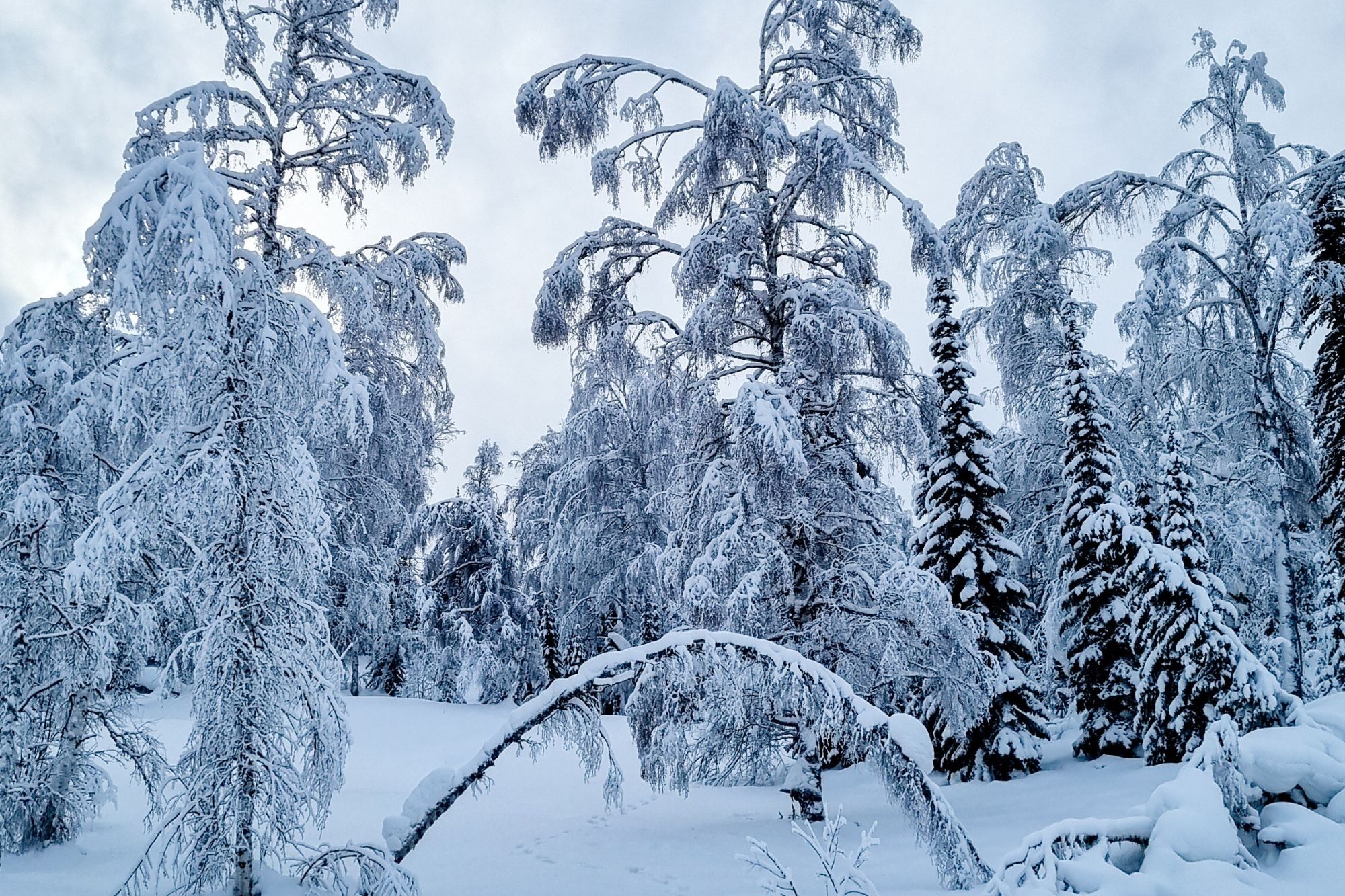 Ridder, scialpinismo nella powder siberiana del Kazakistan